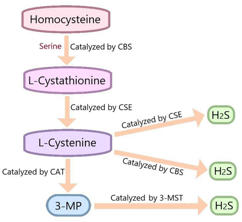 FIGURE 2