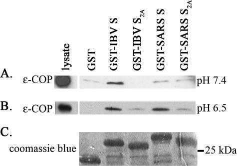 FIG. 7.