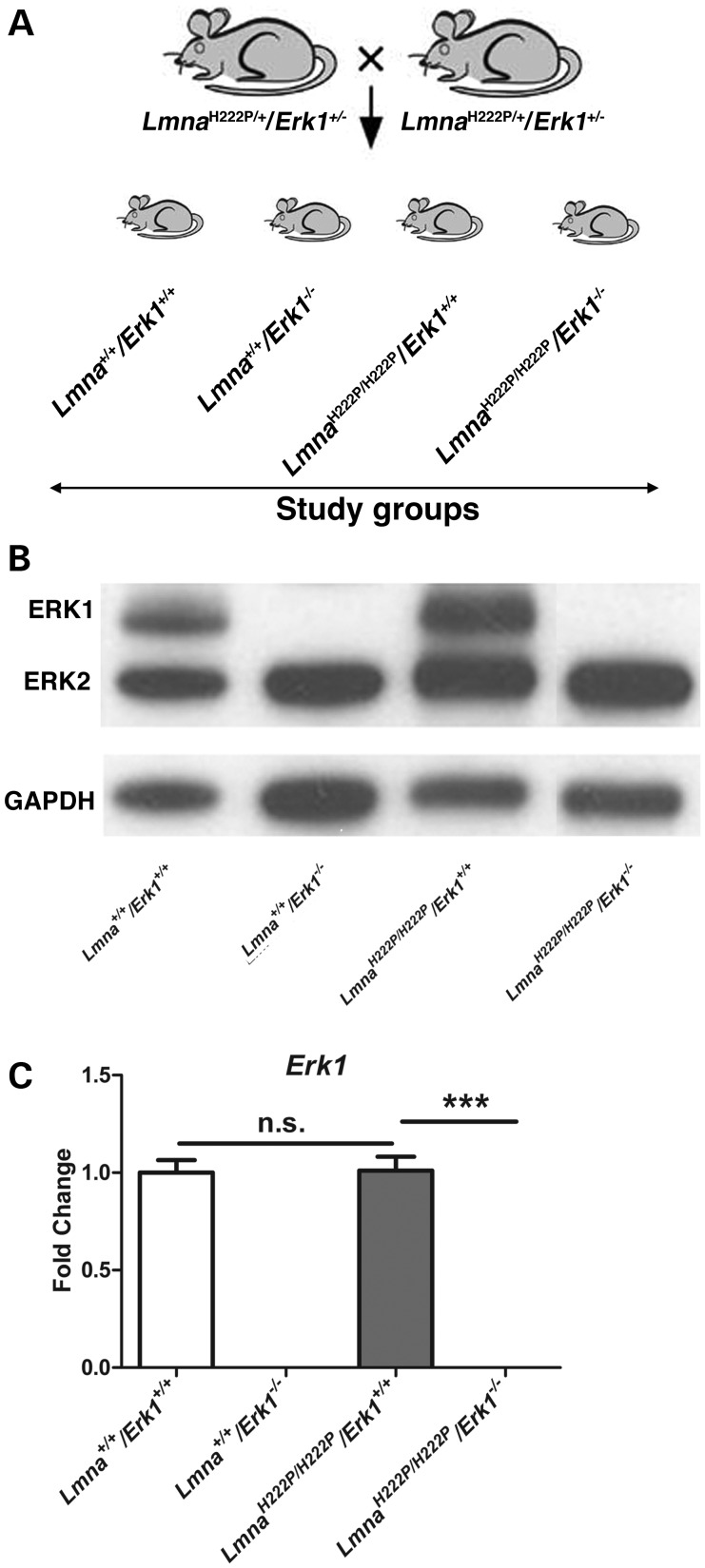 Figure 1.