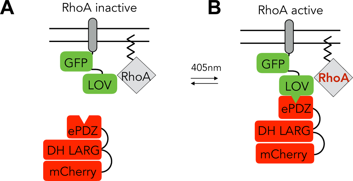 Figure 1: