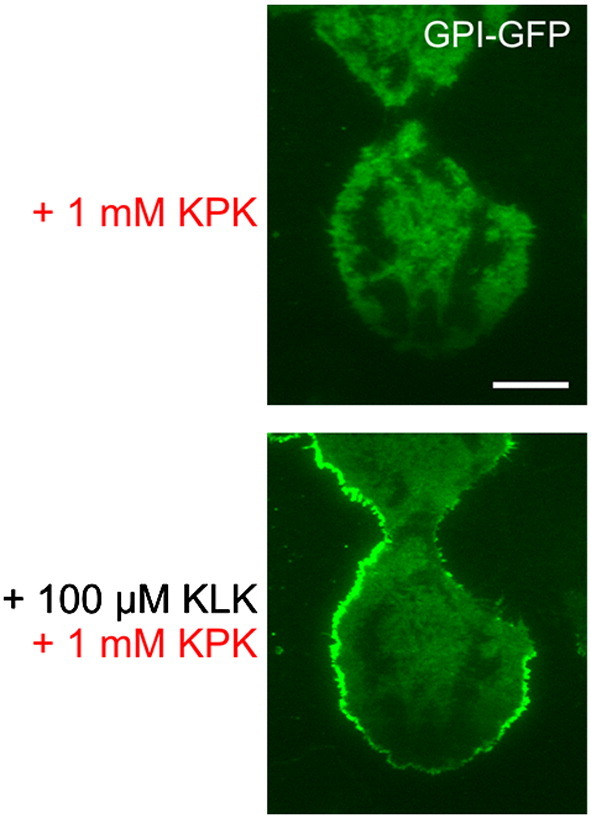 Supplementary Fig. 1