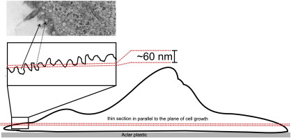 Supplementary Fig. 3