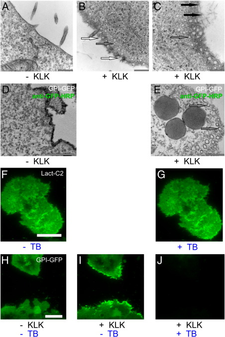 Fig. 8