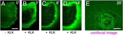 Fig. 9