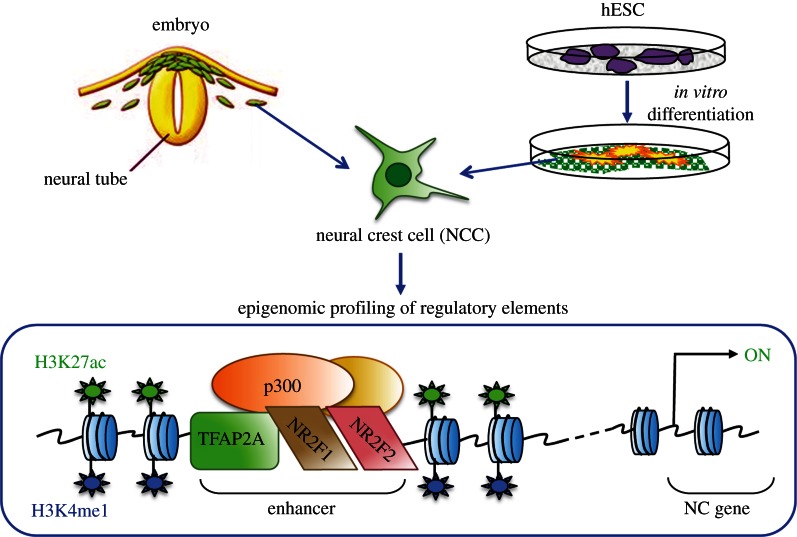 Figure 1.