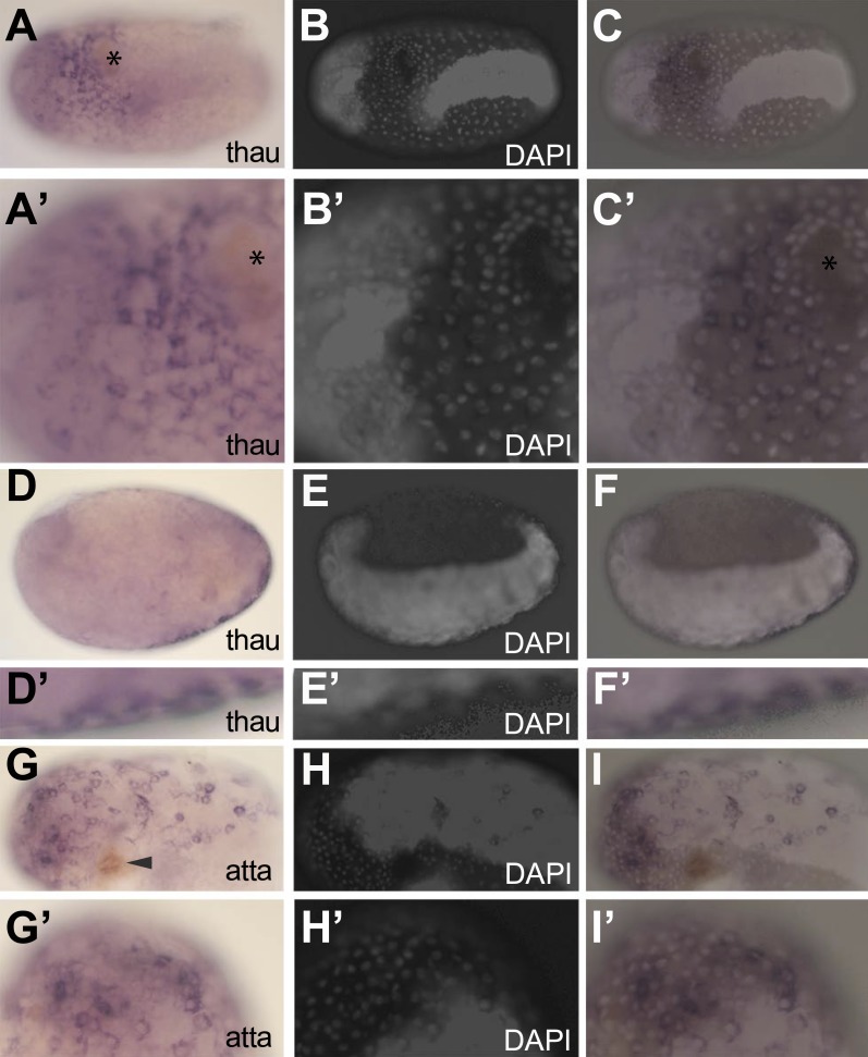 Figure 6.