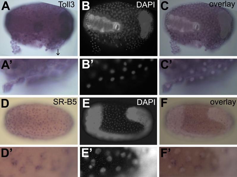 Figure 7.