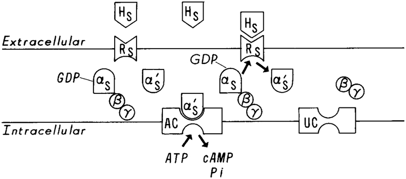 FIG. 1.