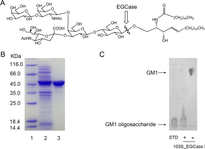 FIGURE 1.