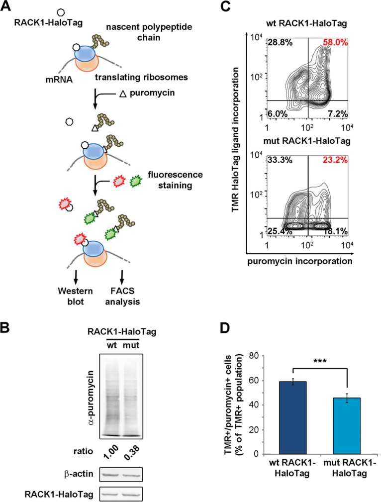 FIG 6