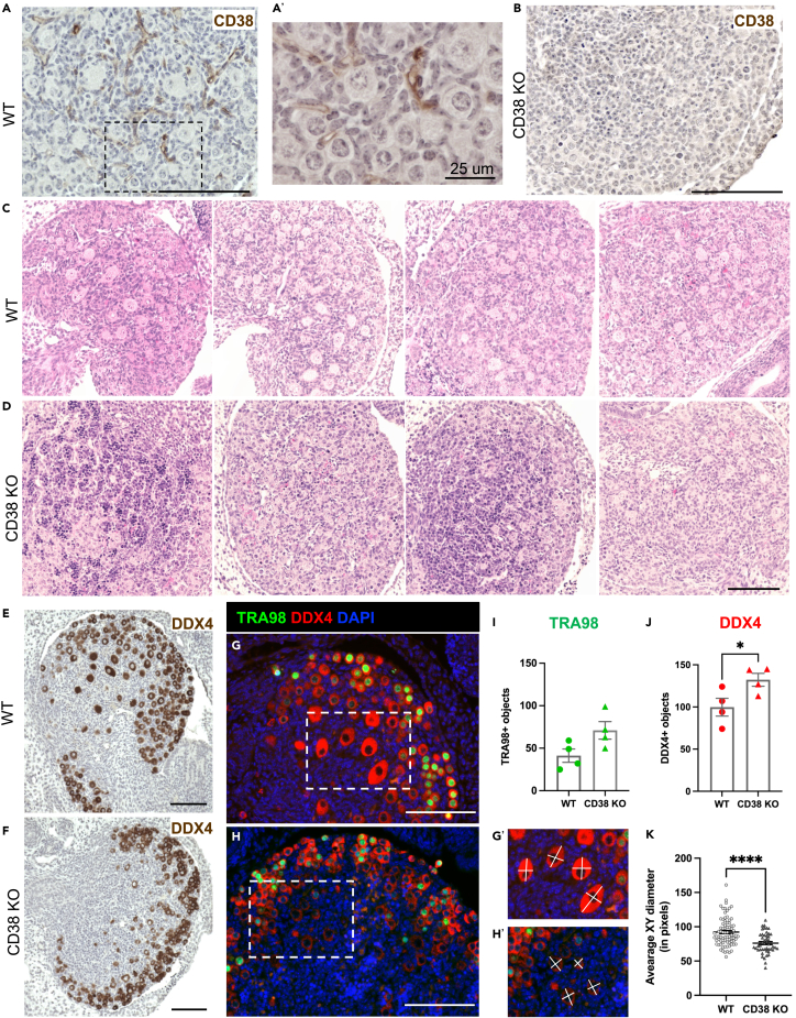 Figure 6