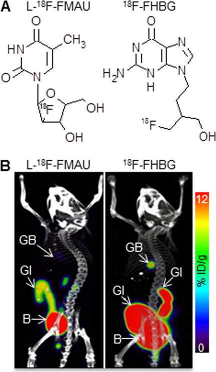 FIGURE 1.