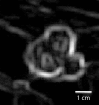 Figure 1b: