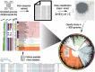 Graphical Abstract