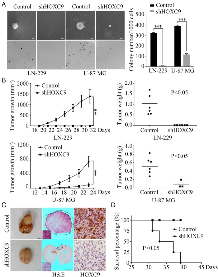 Homeobox C9 suppresses Beclin1-mediated autophagy in glioblastoma by ...