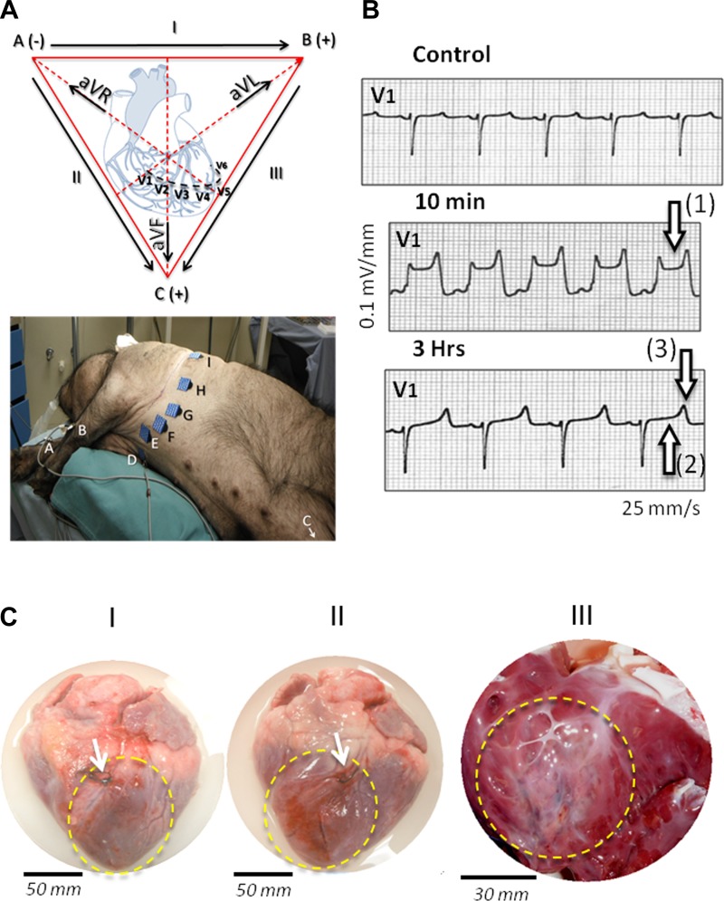 Fig. 2.