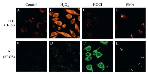 Figure 2.5