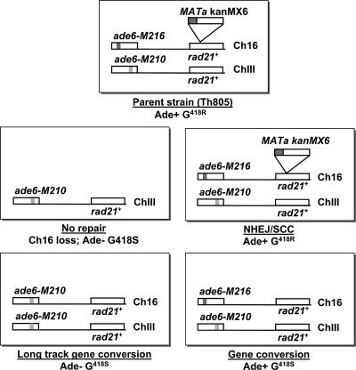 FIG. 2.