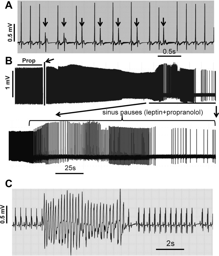 Fig. 7.