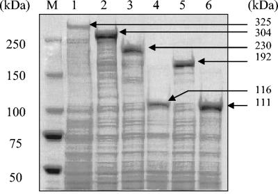 FIG. 1.