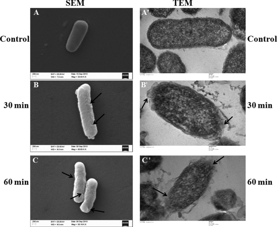 Fig. 9.