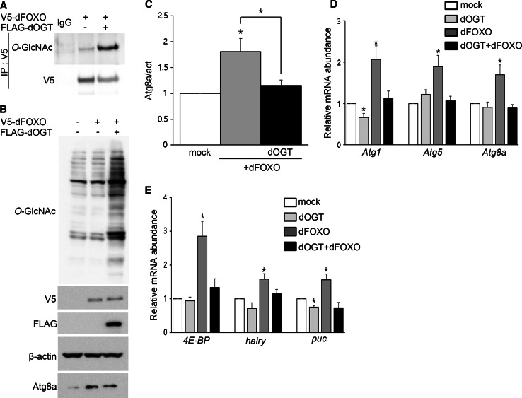 Fig. 4