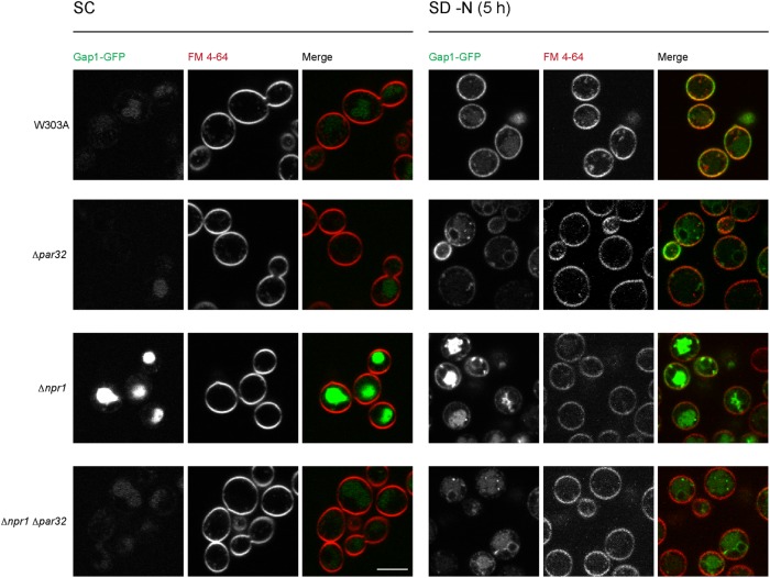 FIGURE 6: