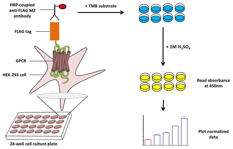 Fig. 2