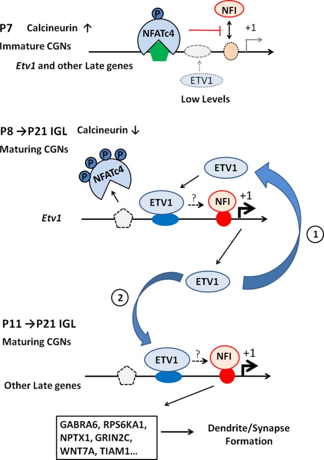 FIGURE 11: