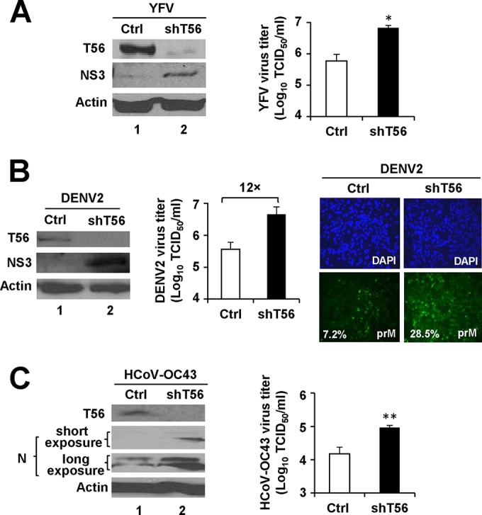 FIG 2