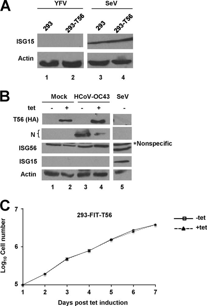 FIG 3