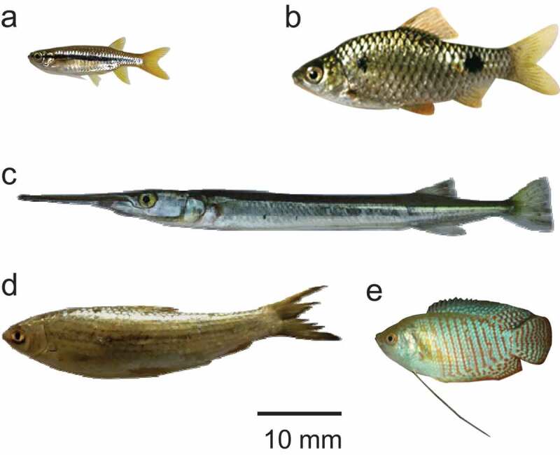 Figure 2.