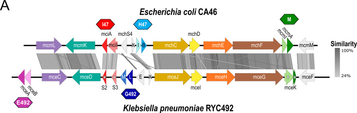 Figure 1—figure supplement 1.