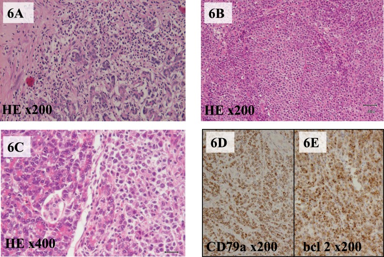 Fig. 6