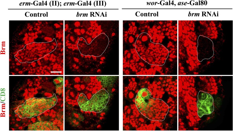 Figure 2—figure supplement 1.