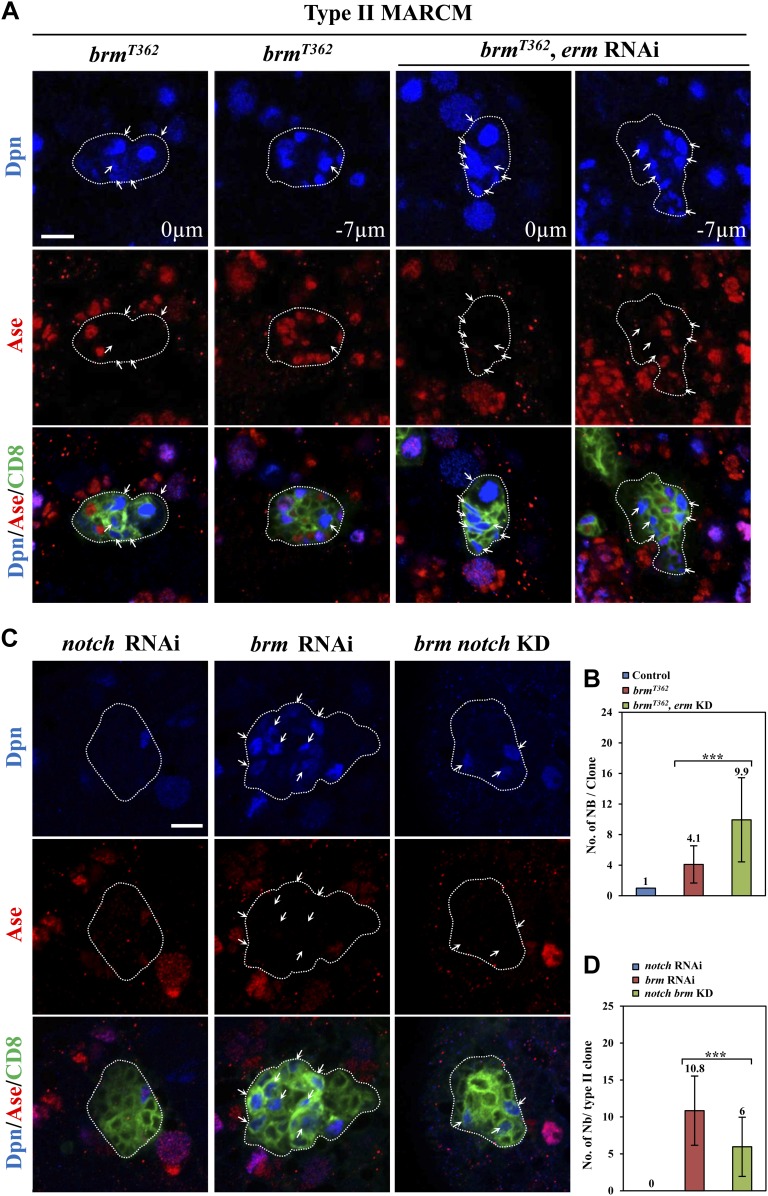 Figure 5—figure supplement 1.