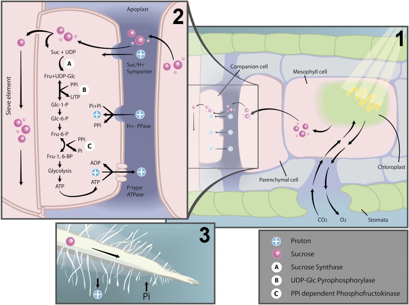 Figure 1.