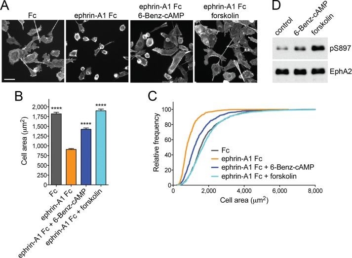 FIGURE 4: