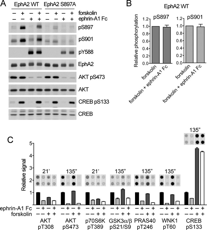 FIGURE 6: