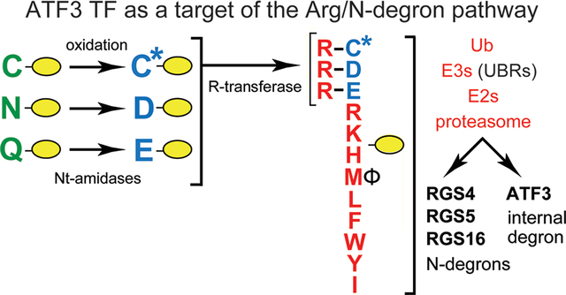 graphic file with name nihms-1642927-f0001.jpg