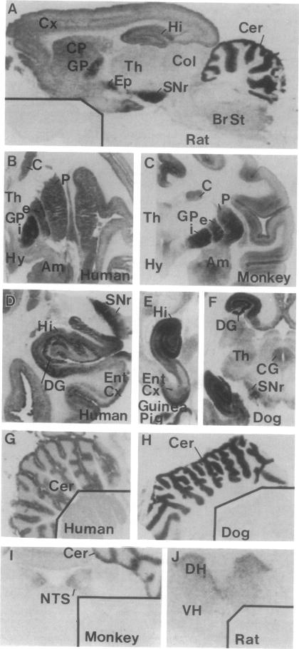 graphic file with name pnas01030-0314-a.jpg