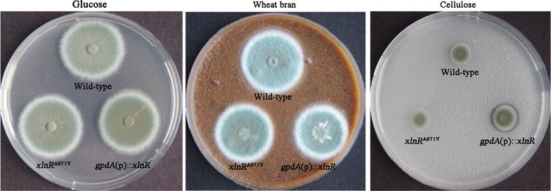 Fig. 2