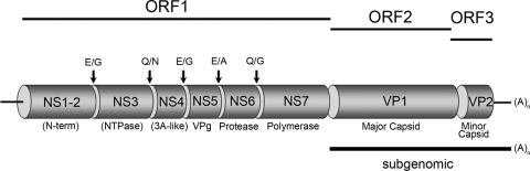 FIG. 1.