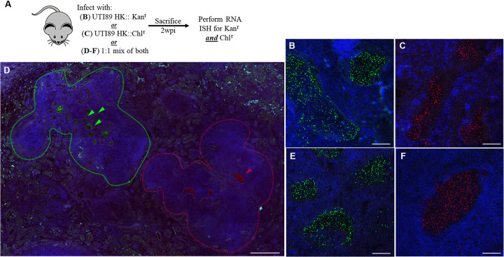 FIG 6