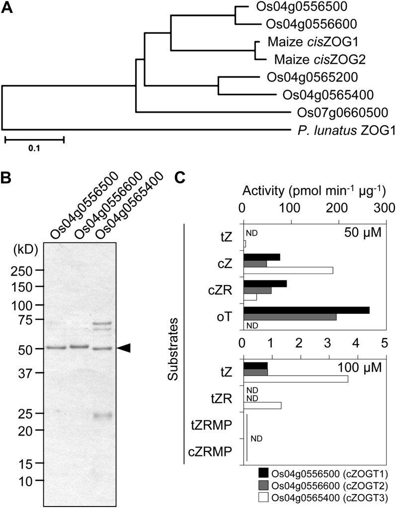 Figure 4.