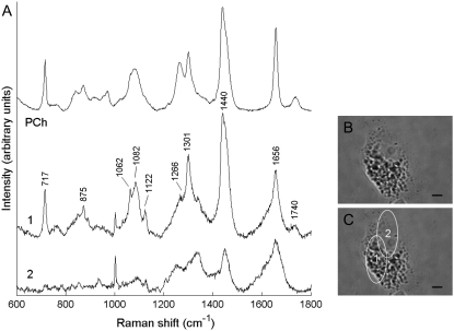 FIGURE 3