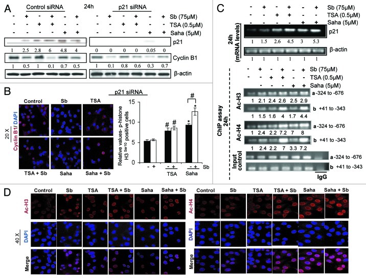 Epigenetic modifications and p21-cyclin B1 nexus in anticancer effect ...