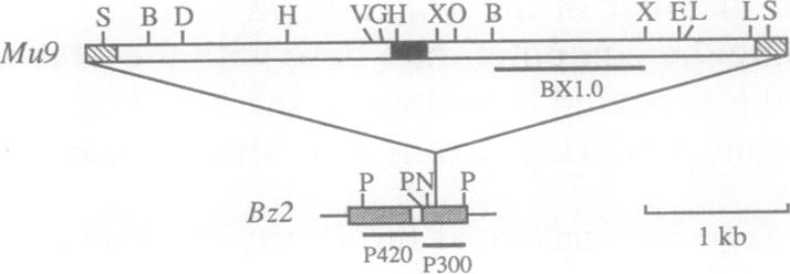 graphic file with name pnas01072-0300-a.jpg