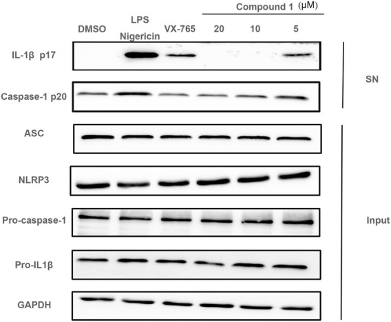 FIGURE 4