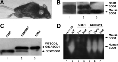 Figure 1.